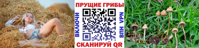 darknet формула  Зея  Псилоцибиновые грибы GOLDEN TEACHER  гидра ТОР 